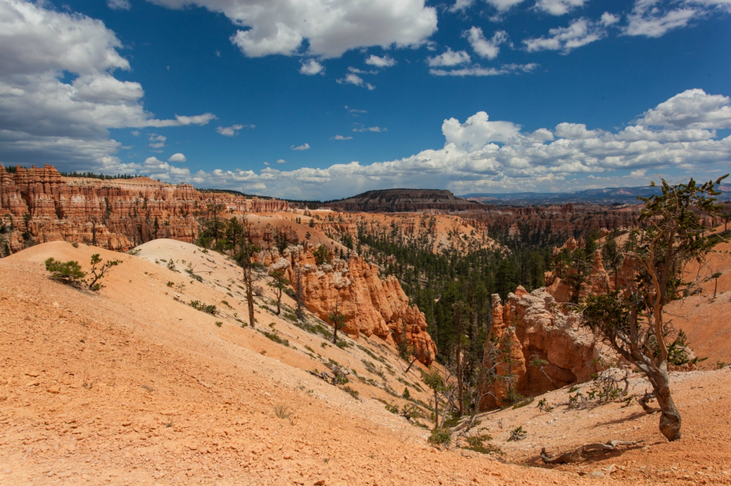 USA_Bryce Canyon_123